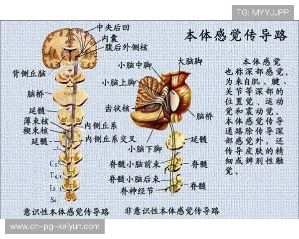 解析穆西亚拉的“本体感觉”：球仿佛长在脚上的神经学原理分析。